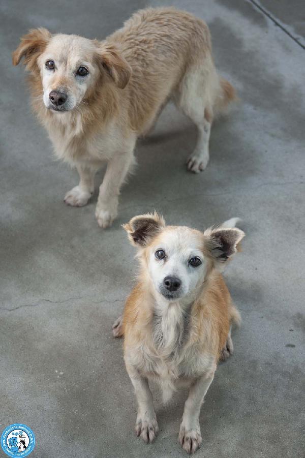 Tessy E Tom: Cuore A Quattro Zampe (Anzi, Otto)